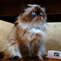 Пазл: Голубоглазик