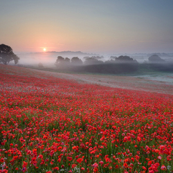 Пазл: Утренний туман