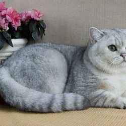 Пазл: Пушистая красавица