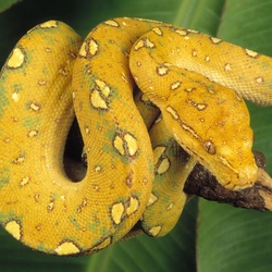 Пазл: Желтая змея