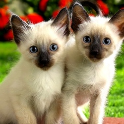 Пазл: Сиамские котята