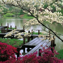 Пазл: Цветение вишни