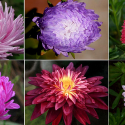 Пазл: Астры