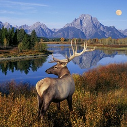 Пазл: На берегу реки