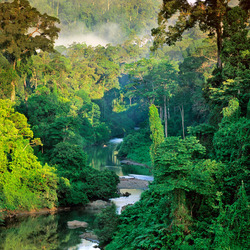 Пазл: Царство тропиков