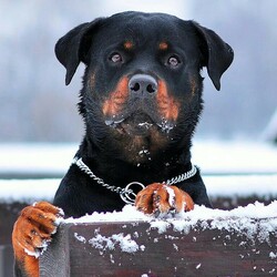 Пазл: Ротвейлер