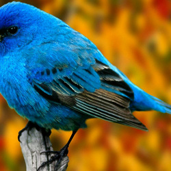 Пазл: Птичка