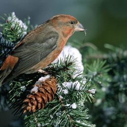 Пазл: Клест