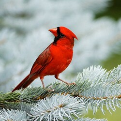 Пазл: Кардинал