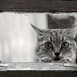 Пазл: За окном