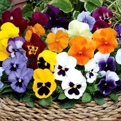 Пазл: Анютины глазки