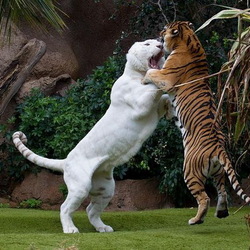 Пазл: Борьба за власть