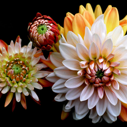 Пазл: Чудные георгины