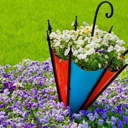 Пазл: Фиалки в зонтике