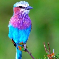 Пазл: Птичка на ветке