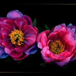 Пазл: Цветы