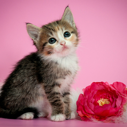 Пазл: Котенок