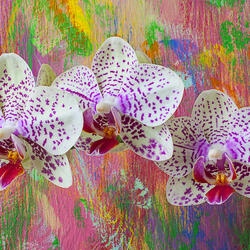 Пазл: Орхидеи