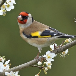 Пазл: Птичка