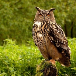 Пазл: Филин