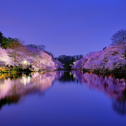 Пазл: Япония весной