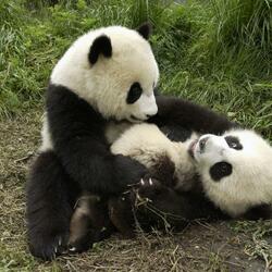 Пазл: Панда