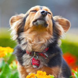 Пазл: Корги