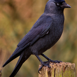 Пазл: Галка