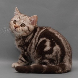 Пазл: Котенок