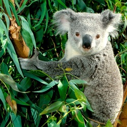 Пазл: Коала