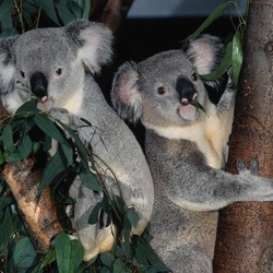 Пазл: Коалы