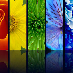 Пазл: Коллаж