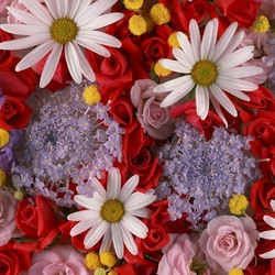 Пазл: Цветы