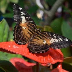 Пазл: Бабочка