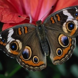 Пазл: Бабочка