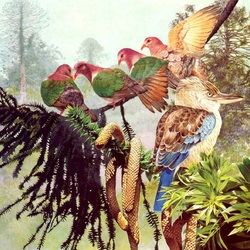 Пазл: Голубокрылая кукабарра