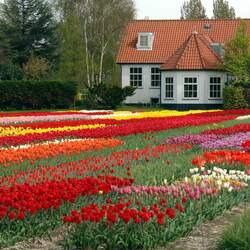 Пазл: Дом цветов