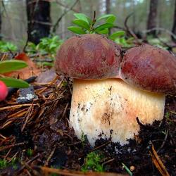 Пазл: Сиамские близнецы