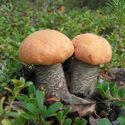 Пазл: Братики