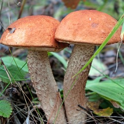 Пазл: Братики