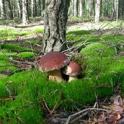 Пазл: Братики