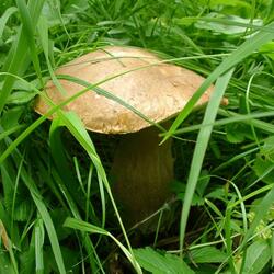 Пазл: Спрятался