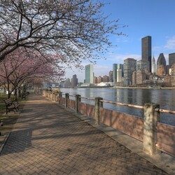 Пазл: Сакура на набережной