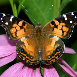 Пазл: Бабочка