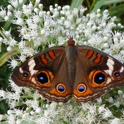 Пазл: Бабочка