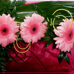 Пазл: Герберы