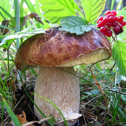 Пазл: Белый в лесу