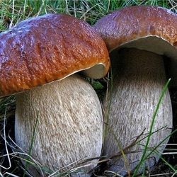 Пазл: Два белых