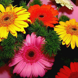 Пазл: Герберы