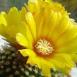 Пазл: Желтая семейка